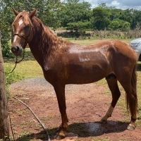 Lote 161 - Cavalo MangaLarga