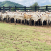 Lote 277 - 107 Bezerras