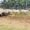 Lote 277 - 107 Bezerras