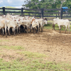 Lote 277 - 107 Bezerras