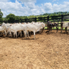 Lote 278 - 121 BEZERRAS