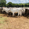 Lote 278 - 121 BEZERRAS