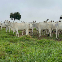 Lote 282 - 54 VACAS PRENHES