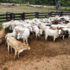 Lote 283 - 77 NOVILHAS