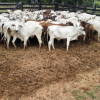 Lote 283 - 77 NOVILHAS