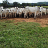 Lote 285 - 65 VACAS PRENHES
