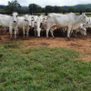 Lote 285 - 65 VACAS PRENHES