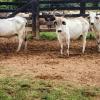Lote 285 - 65 VACAS PRENHES