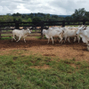 Lote 285 - 65 VACAS PRENHES