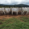 Lote 285 - 65 VACAS PRENHES