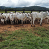 Lote 285 - 65 VACAS PRENHES