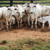 Lote 285 - 65 VACAS PRENHES