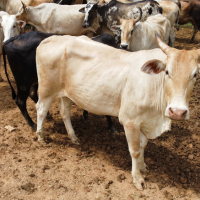 Lote 286 - 29 VACAS ANELORADAS PRENHES